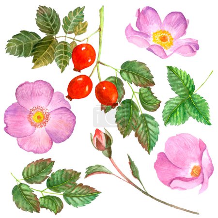 Photo for Set of watercolor rosehip flowers, berries and leaves isolated on white background. - Royalty Free Image