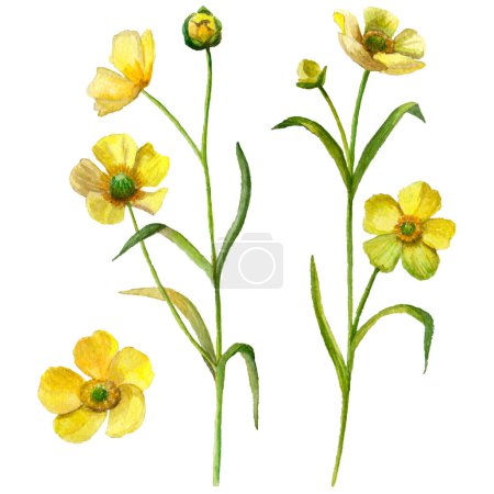 Photo for Set of watercolor buttercup flowers isolated on white background, hand drawn illustration. - Royalty Free Image
