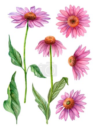 Photo for Set of watercolor echinacea flowers isolated on white background, hand drawn illustration. - Royalty Free Image