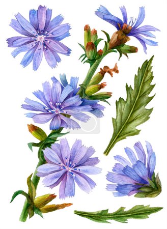 Foto de Conjunto de flores de achicoria acuarela aisladas sobre fondo blanco, ilustración dibujada a mano. - Imagen libre de derechos