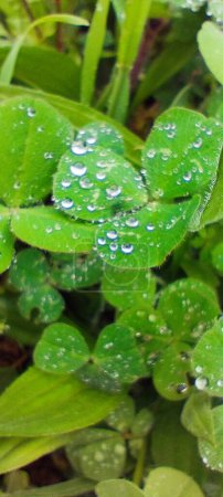 Green clover leaves in drops after rain. Many droplets of different sizes cling to the roughness of the leaves