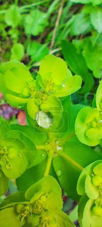 El trébol verde sale en gotas después de la lluvia. Muchas gotitas de diferentes tamaños se aferran a la rugosidad de las hojas