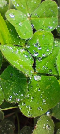 Green clover leaves in drops after rain. Many droplets of different sizes cling to the roughness of the leaves