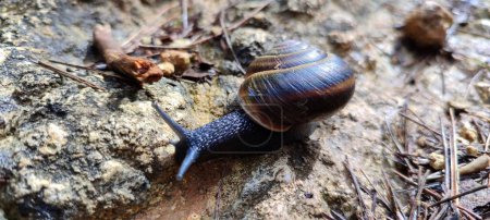 A black snail crawling across a forest road. Amazing creature