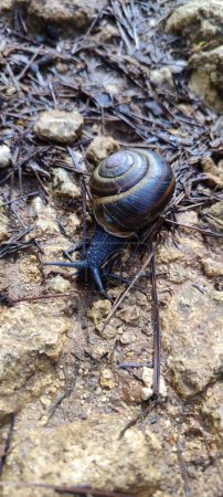 A black snail crawling across a forest road. Amazing creature