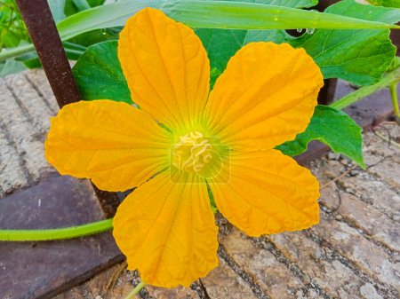 Téléchargez les photos : Gros plan d'une fleur jaune - en image libre de droit
