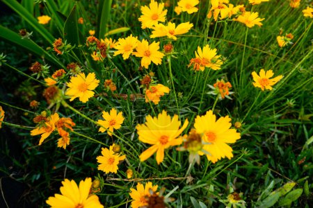 Téléchargez les photos : Aménagements créatifs de fleur de Coreopsis jaune et congé vert, pose plate, concept de nature. - en image libre de droit