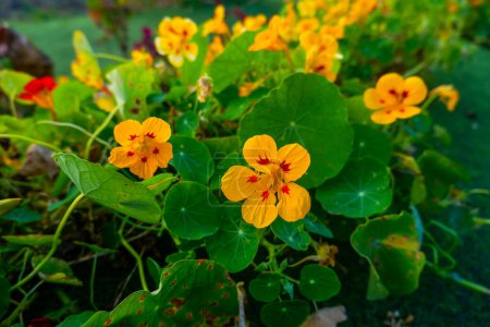 Photo for Closeup Yellow Nasturtium (Tropaeolum) blooming in Dieng in summer, Flowers have many benefits - Royalty Free Image
