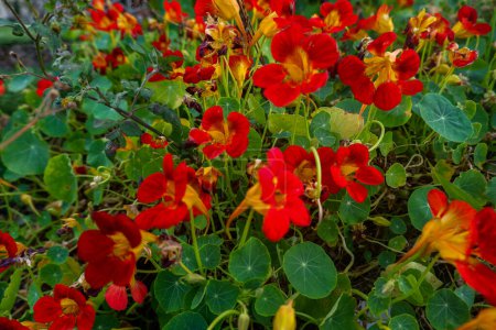 Téléchargez les photos : Gros plan Nasturtium rouge (Tropaeolum) floraison à Dieng en été, les fleurs ont de nombreux avantages - en image libre de droit