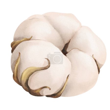 A watercolor illustration of a cotton flower, suitable for a wide range of applications including botanical prints, textile designs, nature-themed stationery, and home decor products.