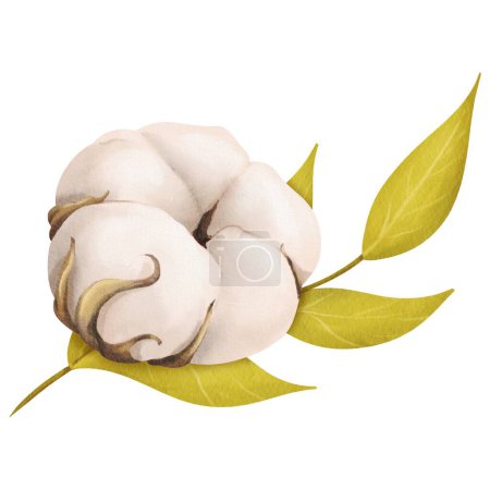 Foto de Una composición con una delicada flor de algodón blanco y una rama verde. para ilustraciones botánicas arreglos florales diseños temáticos de la naturaleza de primavera, o proyectos ecológicos. Acuarela - Imagen libre de derechos