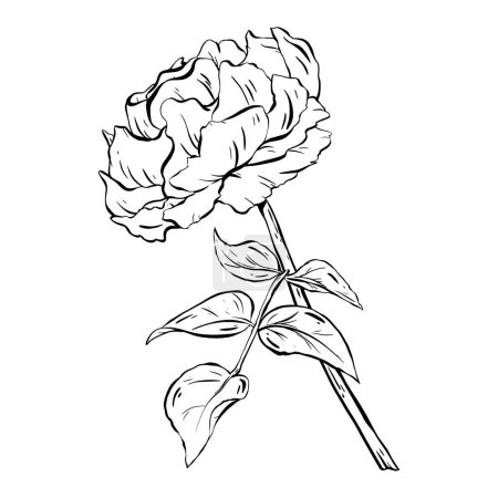 Illustration for Ink vector: A rose in full bloom with a long stem and leaves. for tattoos invitations cards. This stylish illustration suitable for wall posters, adds a elegance to celebrations weddings birthdays. - Royalty Free Image