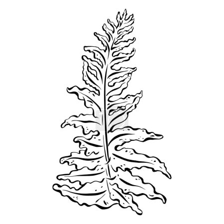 Illustration for Ink: Elegant leaf contour featuring a gracefully detailed fern, ornamental greenery in a forest. The minimalist monochrome design, isolated on white background, vector illustration in EPS 10 format. - Royalty Free Image