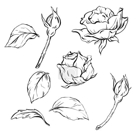 Illustration for Ink: Set of floral elegance featuring rosebuds, blossomed roses, and leaves. Perfect for tattoo designs, invitations, and cards. celebrations, weddings, and birthday. vector illustration EPS 10. - Royalty Free Image