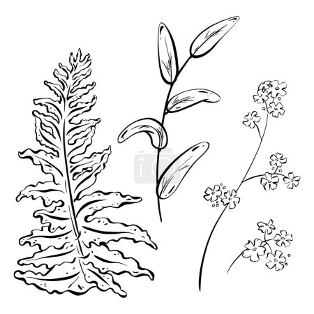 Illustration for Ink: A collection of wildflowers. Hand-drawn field flowers and buds, along with a branch of forest herbs. Medicinal plants and decorative foliage. monochromatic style. The vector illustration, EPS 10 - Royalty Free Image
