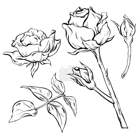 Illustration for Ink: Garden 2024. Hand-drawn roses, featuring blooms, buds, and rose leaves with stems. Perfect for tattoo art, invitations, and cards. celebrations, weddings, and birthdays. vector EPS 10. - Royalty Free Image