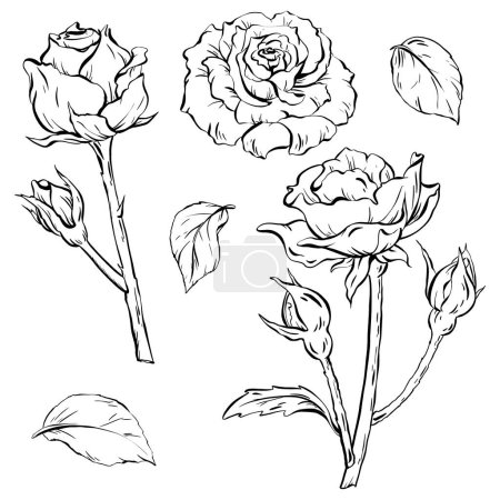 Illustration for Ink: Exquisite hand-drawn roses, featuring blooms, buds, and leaves. Perfect for tattoo art, invitations, and cards. This stylish vector illustration in EPS 10 adds an elegant touch to celebrations - Royalty Free Image