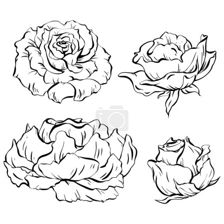 Illustration for A set of blooming rose flowers. Delicate petals captured from various angles. Ideal for tattoo adornment, invitations, and cards. celebrations, weddings and birthdays. vector illustration in EPS 10. - Royalty Free Image