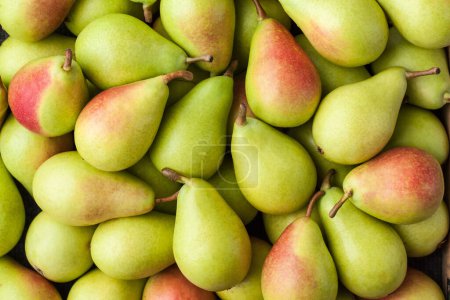 Photo for Pears, Large Group, Background  Italian Cultivar of Green Pear "Pera Coscia" (Pyrus Communis) with Red Shade  Detailed Close-Up Macro, Top View, from Above - Royalty Free Image
