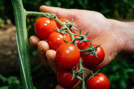 Téléchargez les photos : Bouquet de tomate cerise texture - en image libre de droit