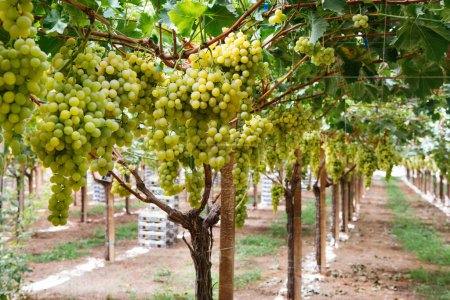 Téléchargez les photos : Rangées de vignes jaunes avec feuilles Vignoble italien Sicile - en image libre de droit