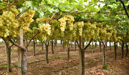 Photo for Rows of Yellow Grape Vines with Leaves  Italian Vineyard  Sicily - Royalty Free Image