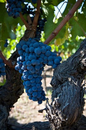 Photo for Red grapes of Nerello Mascalese in the farm - Royalty Free Image