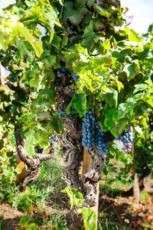 Téléchargez les photos : Cépages avec Feuilles Vignoble Italien sur le Mont Etna, Sicile "Nerello Mascalese" DOC Wine - en image libre de droit