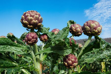 Photo for Artichoke Field in Sicily, Agriculture Outdoor Background  Italian "Carciofi", Farming of Many Purple Edible Flowers, Sky Visible with Clouds  Detailed Close-Up Macro, High Resolution - Royalty Free Image