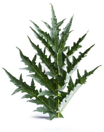 Photo for Artichoke leaf leaves Cynara scolymus - Royalty Free Image