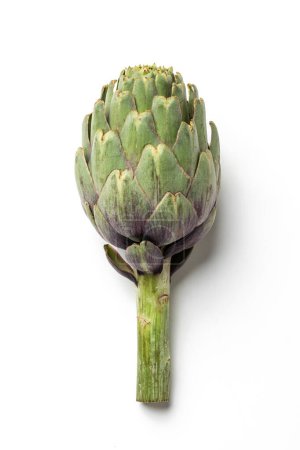 Photo for Green Artichoke, Edible Flower, Italian Vegetable "Carciofo"  Upright, Close-Up on Leaves and Stem  Isolated on White Background - Royalty Free Image