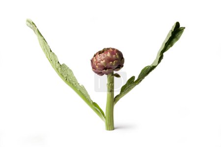 Téléchargez les photos : Artichaut pourpre, fleur comestible, légumes italiens "Carciofo" debout, grandes feuilles et tige isolées sur fond blanc - en image libre de droit
