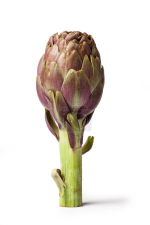 Foto de Alcachofa púrpura, flor comestible, verdura italiana "Carciofo" vertical, primer plano sobre las hojas y tallo aislado sobre fondo blanco - Imagen libre de derechos