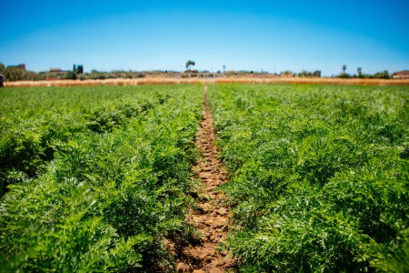 Photo for Carrots field near Ispica Sicily - Royalty Free Image
