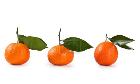 Téléchargez les photos : Feuille de fruits clémentine isolée sur fond blanc - Citrus clementina - en image libre de droit