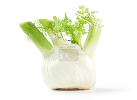 Photo for Fennel Bulbs, Isolated on White Background  Pair, Two Big White Bulbs with Chopped, Cut Stems, Florence Fennel Cultivar from Italy  Bright Detailed Close Up Macro, High Resolution - Royalty Free Image