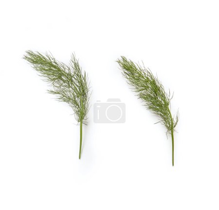 Photo for Finocchietto selvatico - Foeniculum vulgare - Fennel Branches, Macro Close Up, Top View - Isolated on White Background - Royalty Free Image