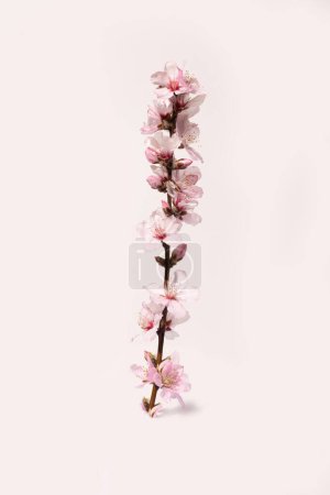 Foto de Flor de almendra Primer plano Macro de flores de almendra, detalle sobre pétalos blancos, tallos rosados y rama aislada sobre fondo blanco - Imagen libre de derechos