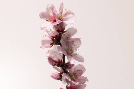 Téléchargez les photos : Fleur d'amande Décryptages Macro de fleurs d'amande, Détail sur pétales blancs, tiges roses et branches isolées sur fond blanc - en image libre de droit