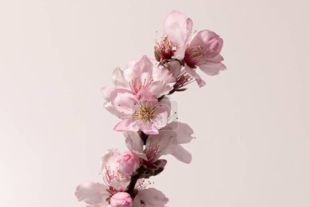 Photo for Almond Flower  Close-Up Macro of Almond Blossoms, Detail on White Petals, Pink Stems and Branch  Isolated on White Background - Royalty Free Image