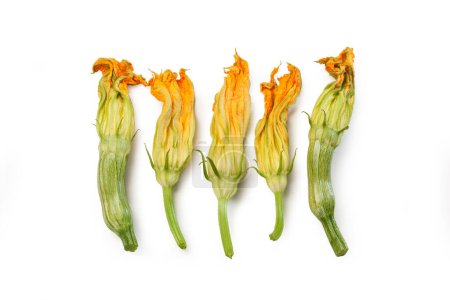 Téléchargez les photos : Fleurs de courge - fleurs de courgette - Fiori di Zucca - en image libre de droit