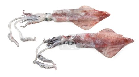 calamar isolé sur blanc, Loligo vulgaris, Calamaro