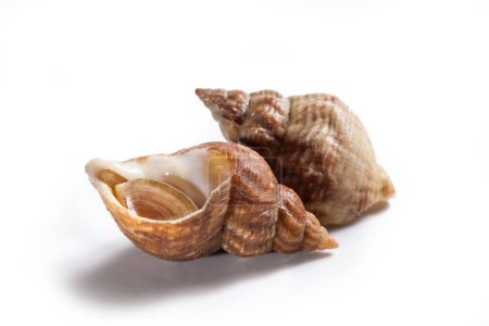 Photo for Uncooked fresh common whelks or sea snails isolated on a white studio background. Traditionally pickled and eaten at the seaside, isolated on a white studio background - Royalty Free Image
