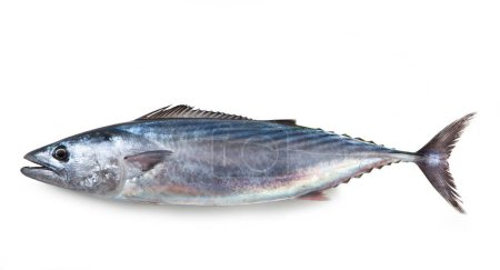 Photo for Bonito, Isolated on White Background  Single Italian "Palamita" (Sarda sarda), Popular Mediterranean Mackerel-like Commercial Fish  Detailed Close-Up Macro, Top View, from Above - Royalty Free Image