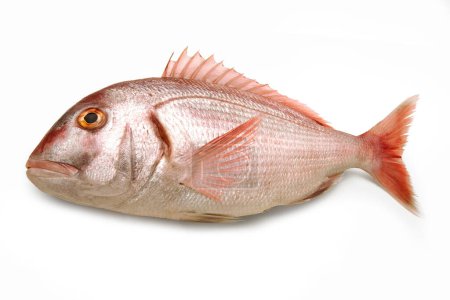 Photo for Common Pandora (Pagellus Erythrinus) - Mediterranean Fish - Isolated on White Background - Royalty Free Image