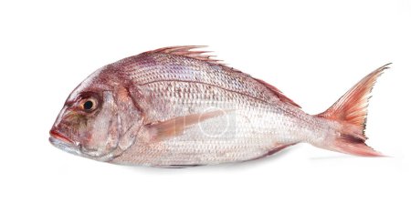 Porgy, Isolated on White Background  Common Seabream (Pagrus Pagrus),  Italian "Pagro", Ray-Finned, Mediterranean and Atlantic Commercial Red Fish  Detailed Close-Up Macro, Top View, from Above