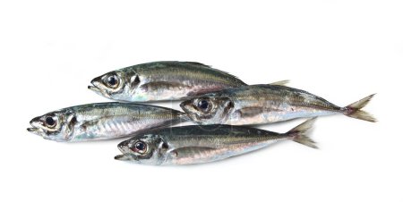 Photo for Atlantic horse mackerel or common scad - Mediterranean fish - Sugherello "Trachurus trachurus" - Royalty Free Image