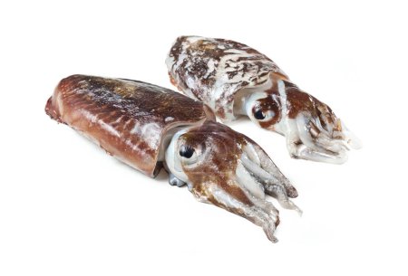 Photo for Sepiidae, Sepiidae, Cuttlefish, sea shell isolated on white background, - Royalty Free Image