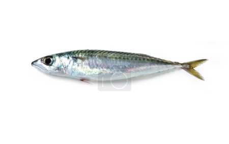 Photo for Atlantic mackerel Boston mackerel mediterranean fish Sgombro "Scomber scombrus" - Royalty Free Image