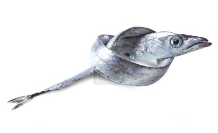 Foto de Beltfish, Aislado sobre fondo blanco Twisted Silver Scabbardfish (Lepidopus Caudatus) from Sicily (Spatola), Italy, Typical Commercial Seafood in Market Detailed Close-Up Macro - Imagen libre de derechos